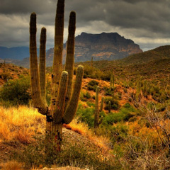 Cactus in the desert near Tucson, Arizona